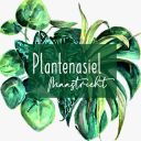Plantenasiel Maastricht